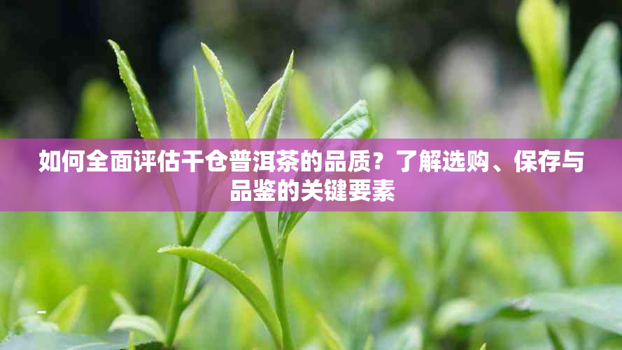 如何全面评估干仓普洱茶的品质？了解选购、保存与品鉴的关键要素