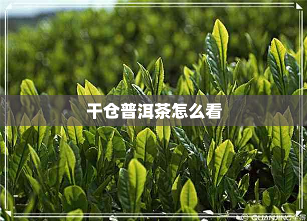 干仓普洱茶怎么看