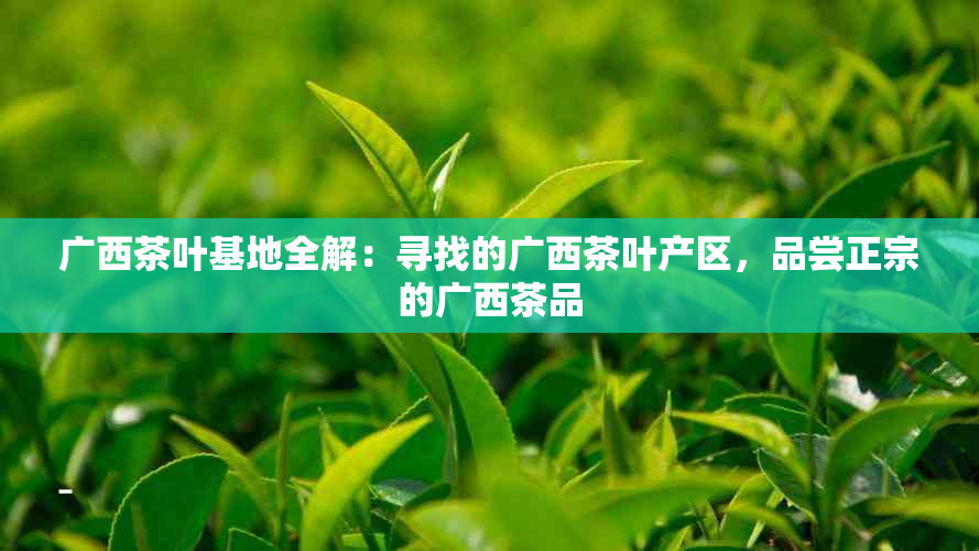 广西茶叶基地全解：寻找的广西茶叶产区，品尝正宗的广西茶品