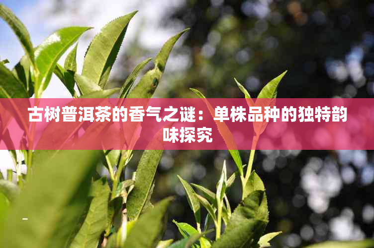 古树普洱茶的香气之谜：单株品种的独特韵味探究