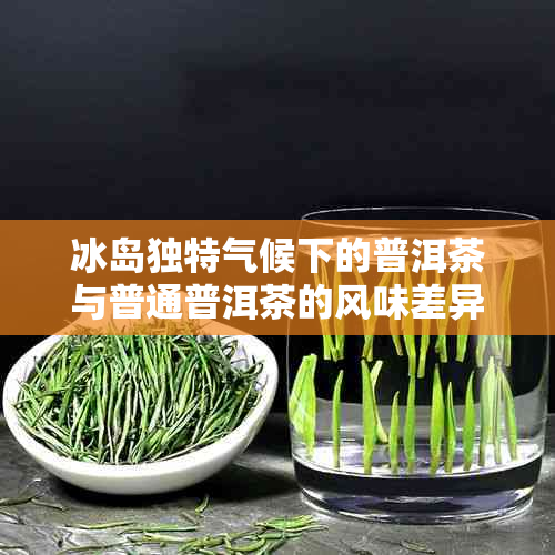 冰岛独特气候下的普洱茶与普通普洱茶的风味差异