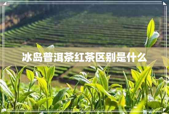 冰岛普洱茶红茶区别是什么