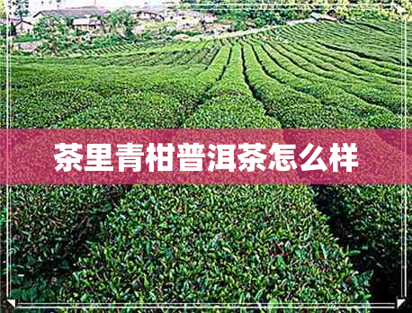 茶里青柑普洱茶怎么样