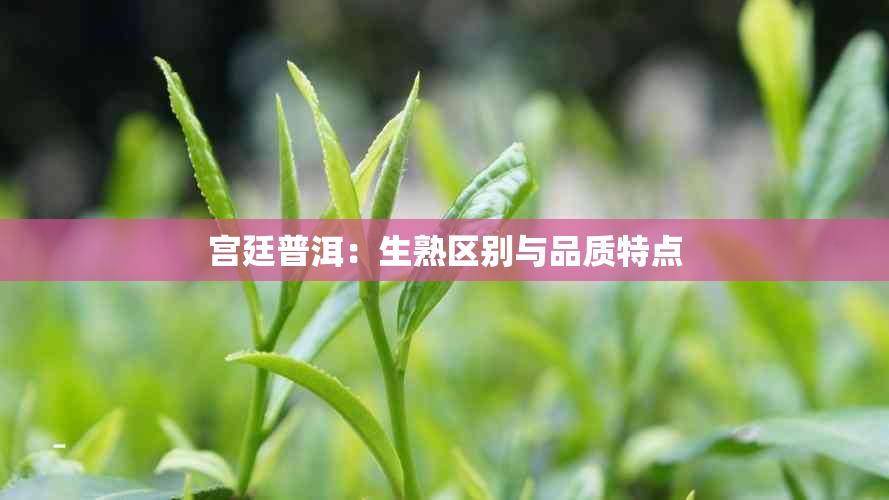 宫廷普洱：生熟区别与品质特点