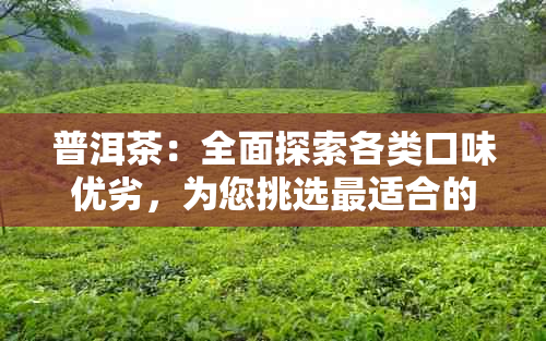 普洱茶：全面探索各类口味优劣，为您挑选最适合的一杯好茶