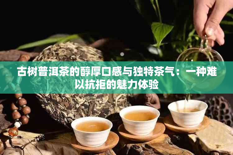 古树普洱茶的醇厚口感与独特茶气：一种难以抗拒的魅力体验