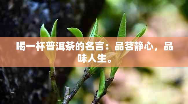 喝一杯普洱茶的名言：品茗静心，品味人生。