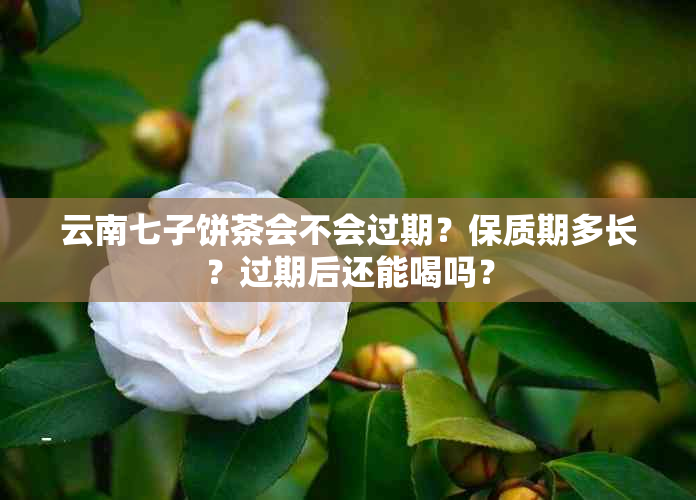 云南七子饼茶会不会过期？保质期多长？过期后还能喝吗？