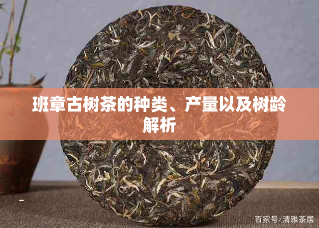 班章古树茶的种类、产量以及树龄解析