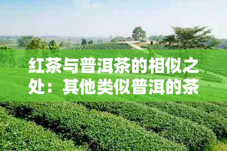 红茶与普洱茶的相似之处：其他类似普洱的茶叶种类推荐