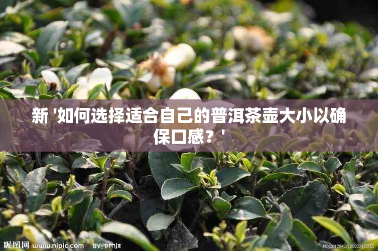 新 '如何选择适合自己的普洱茶壶大小以确保口感？'