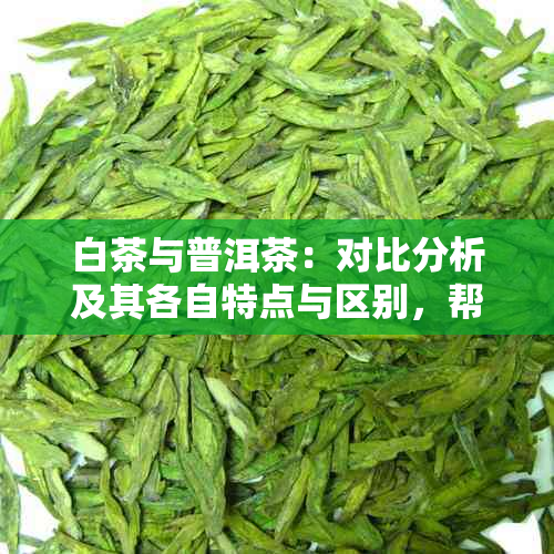 白茶与普洱茶：对比分析及其各自特点与区别，帮助您更好地选择和品鉴茶叶