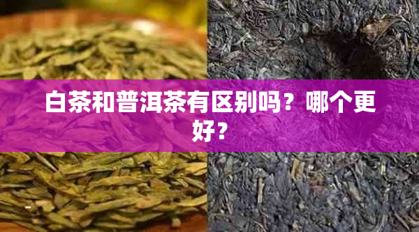 白茶和普洱茶有区别吗？哪个更好？