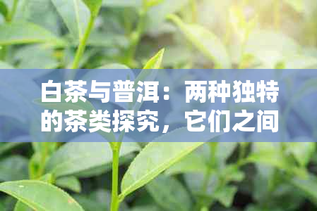 白茶与普洱：两种独特的茶类探究，它们之间究竟有何异同？