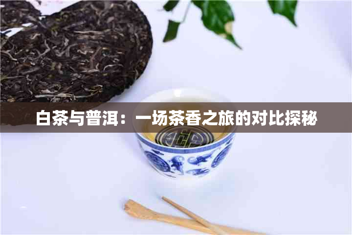 白茶与普洱：一场茶香之旅的对比探秘