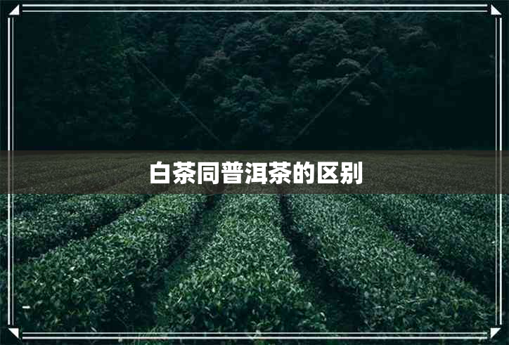 白茶同普洱茶的区别