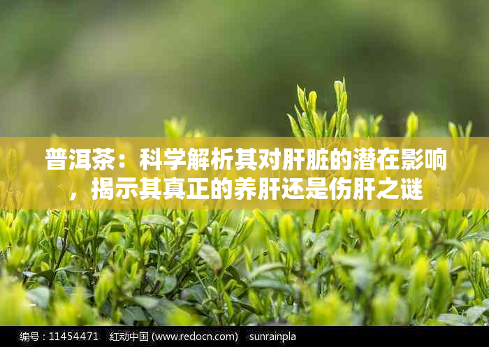 普洱茶：科学解析其对肝脏的潜在影响，揭示其真正的养肝还是伤肝之谜