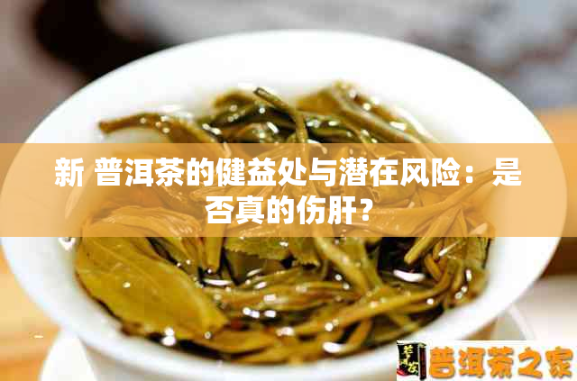 新 普洱茶的健益处与潜在风险：是否真的伤肝？