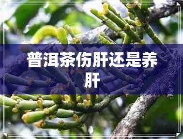 普洱茶伤肝还是养肝