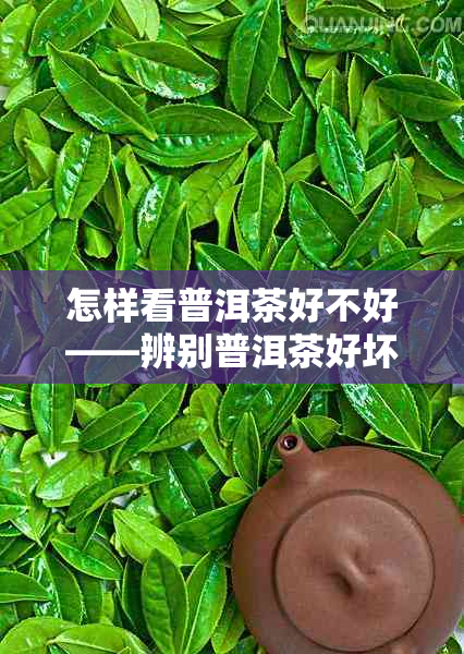 怎样看普洱茶好不好——辨别普洱茶好坏的方法