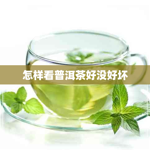 怎样看普洱茶好没好坏