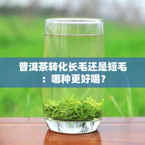 普洱茶转化长毛还是短毛：哪种更好喝？