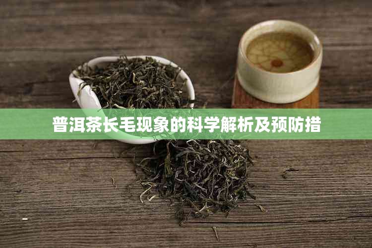 普洱茶长毛现象的科学解析及预防措