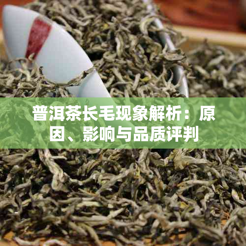 普洱茶长毛现象解析：原因、影响与品质评判