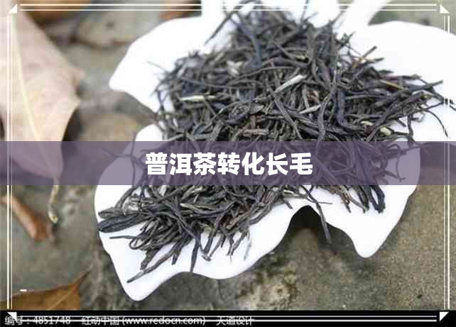 普洱茶转化长毛