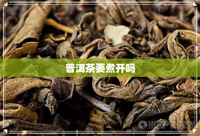 普洱茶要煮开吗