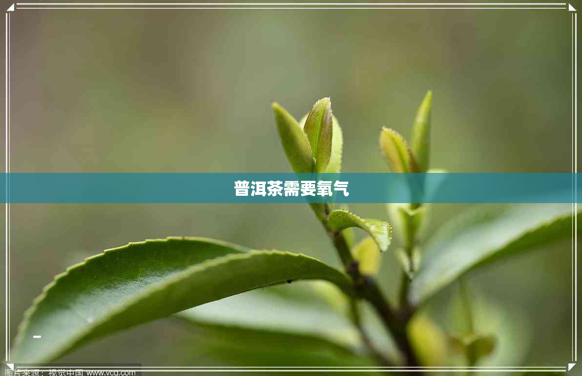 普洱茶需要氧气