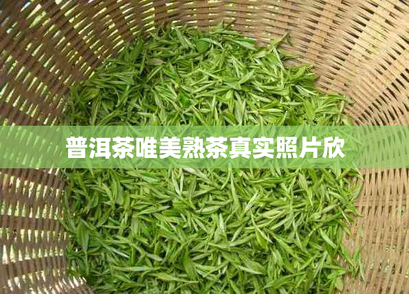 普洱茶唯美熟茶真实照片欣