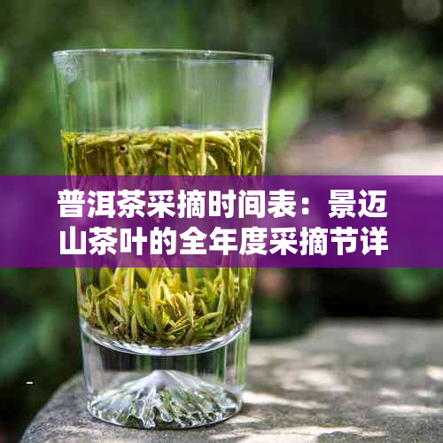 普洱茶采摘时间表：景迈山茶叶的全年度采摘节详览与采茶技巧指南