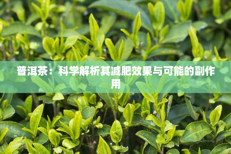 普洱茶：科学解析其减肥效果与可能的副作用