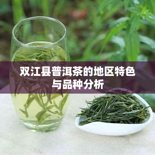 双江县普洱茶的地区特色与品种分析