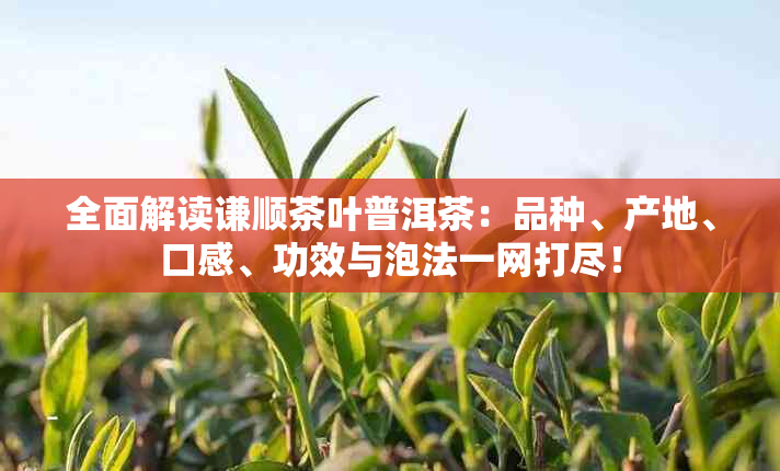 全面解读谦顺茶叶普洱茶：品种、产地、口感、功效与泡法一网打尽！