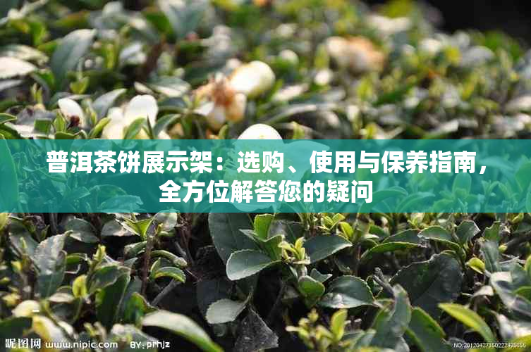 普洱茶饼展示架：选购、使用与保养指南，全方位解答您的疑问