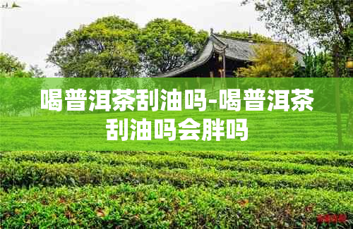 喝普洱茶刮油吗-喝普洱茶刮油吗会胖吗