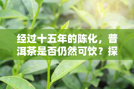 经过十五年的陈化，普洱茶是否仍然可饮？探究其品质和风味变化