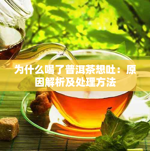 为什么喝了普洱茶想吐：原因解析及处理方法