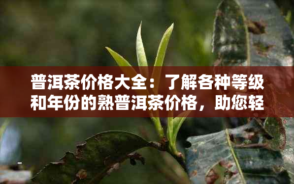 普洱茶价格大全：了解各种等级和年份的熟普洱茶价格，助您轻松选购