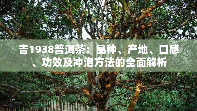 吉1938普洱茶：品种、产地、口感、功效及冲泡方法的全面解析