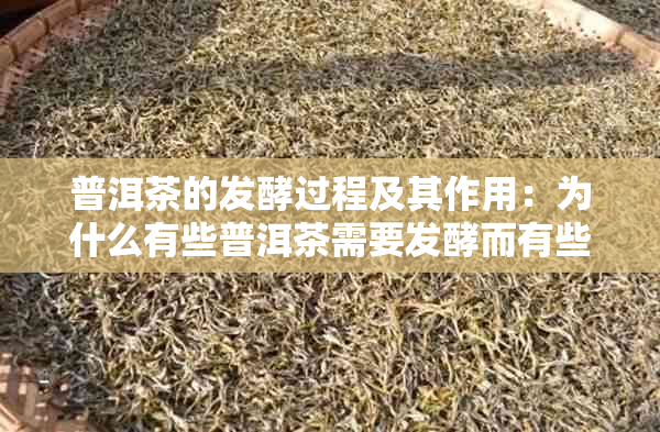 普洱茶的发酵过程及其作用：为什么有些普洱茶需要发酵而有些不需要？