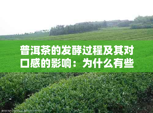 普洱茶的发酵过程及其对口感的影响：为什么有些普洱茶会苦？