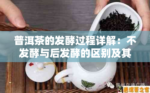 普洱茶的发酵过程详解：不发酵与后发酵的区别及其对茶叶品质的影响