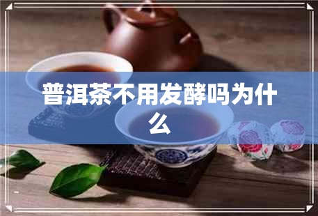 普洱茶不用发酵吗为什么