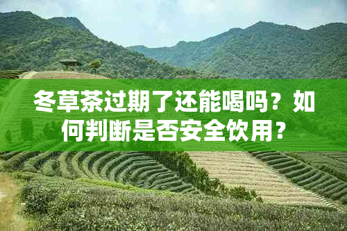 冬草茶过期了还能喝吗？如何判断是否安全饮用？