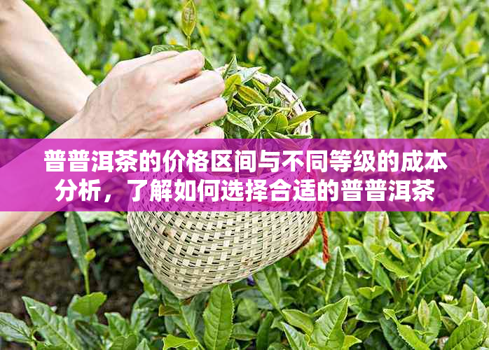 普普洱茶的价格区间与不同等级的成本分析，了解如何选择合适的普普洱茶