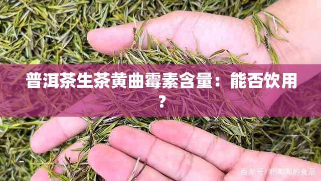 普洱茶生茶黄曲霉素含量：能否饮用？