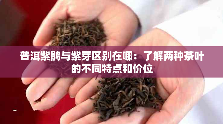 普洱紫鹃与紫芽区别在哪：了解两种茶叶的不同特点和价位